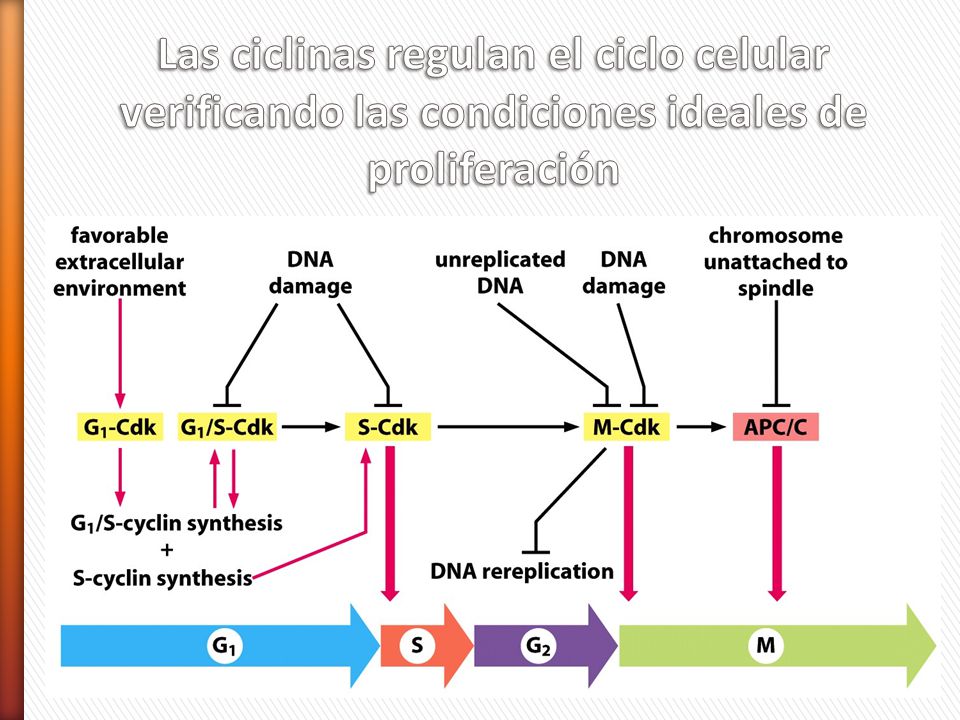 Las ciclinas regulan el ciclo celular verificando las condiciones ideales de proliferación