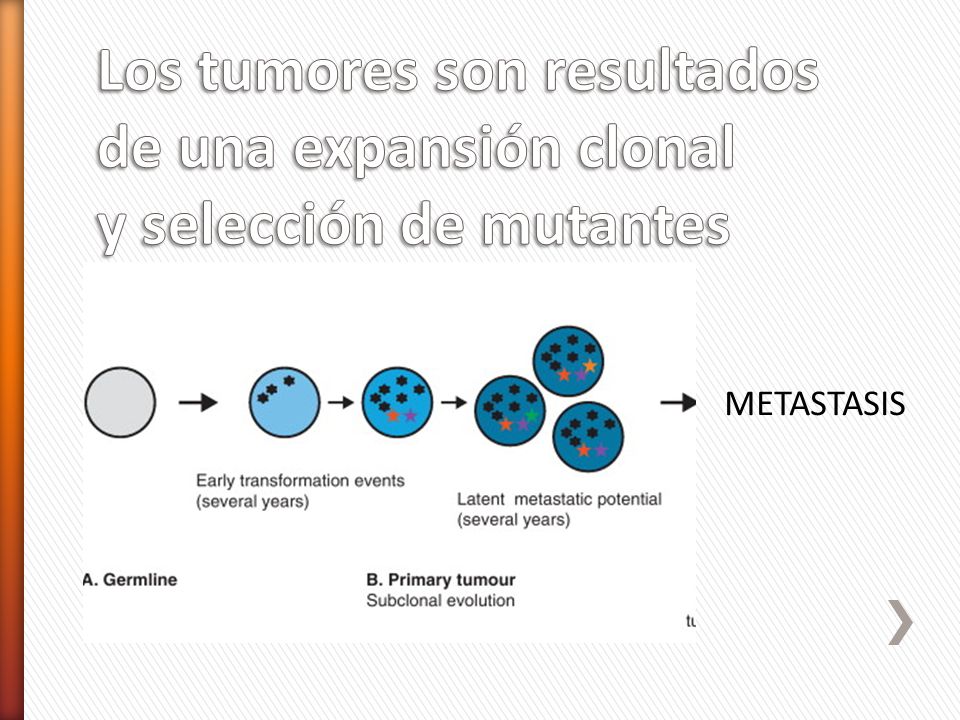 Los tumores son resultados de una expansión clonal y selección de mutantes