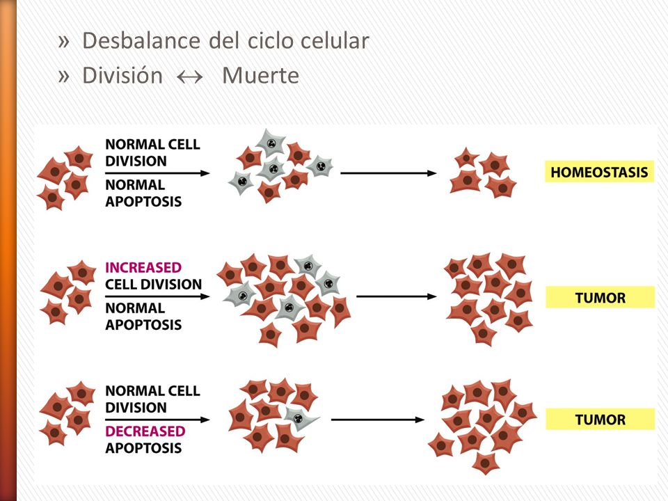 Desbalance del ciclo celular