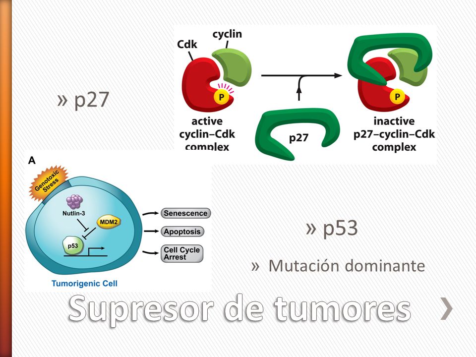 p27 p53 Mutación dominante Supresor de tumores