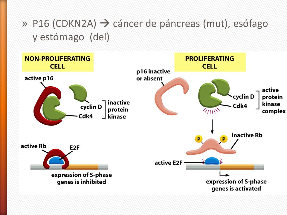 P16 (CDKN2A)  cáncer de páncreas (mut), esófago y estómago (del)