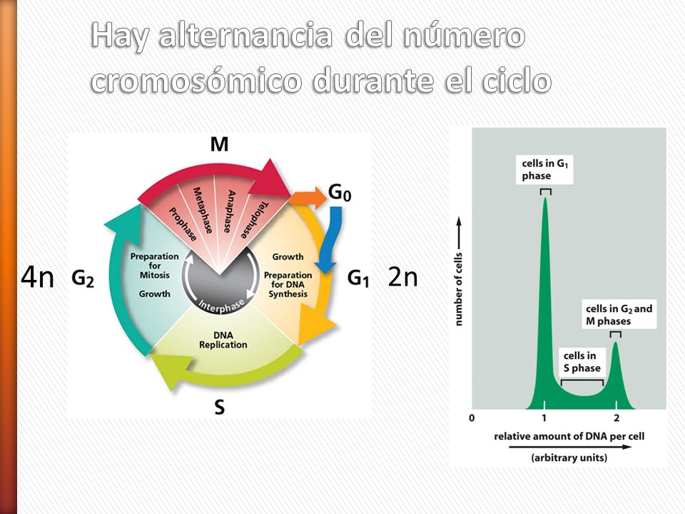 Hay alternancia del número cromosómico durante el ciclo