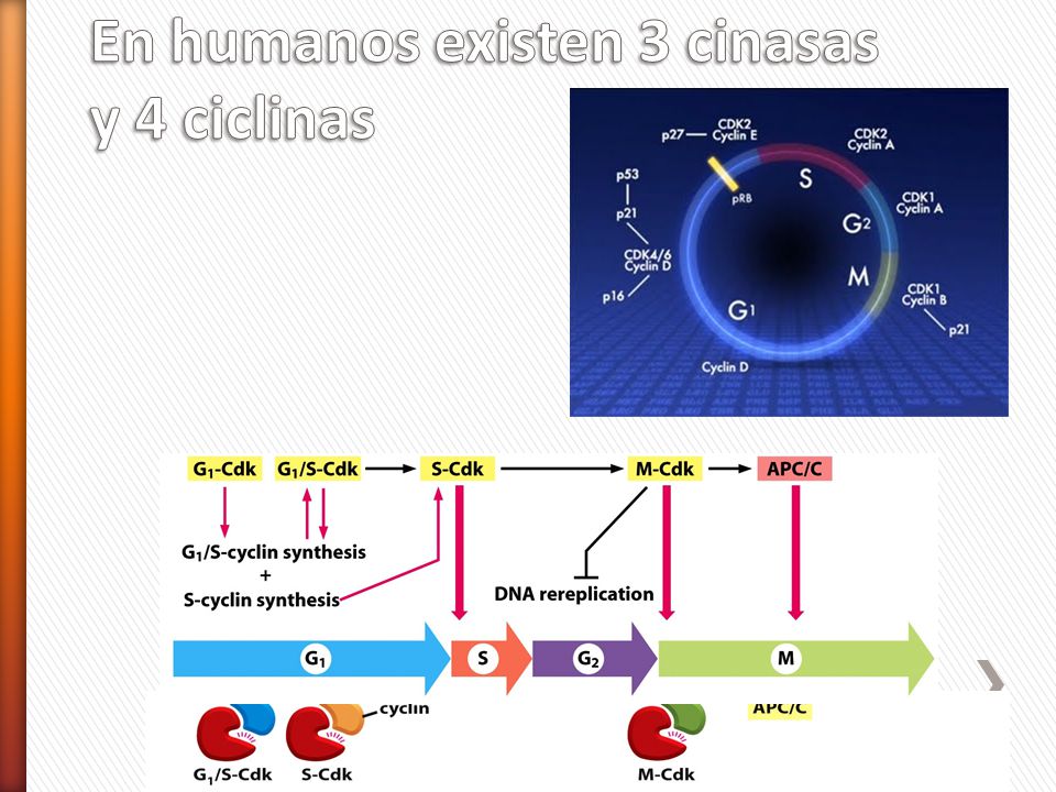 En humanos existen 3 cinasas y 4 ciclinas