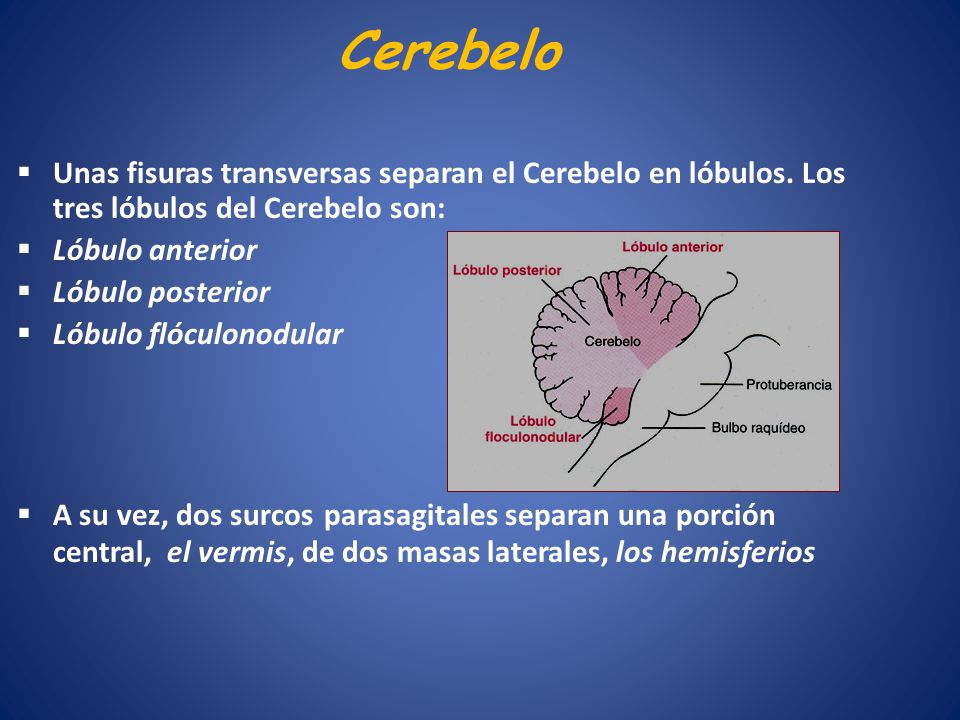 Cerebelo Unas fisuras transversas separan el Cerebelo en lóbulos. Los tres lóbulos del Cerebelo son: