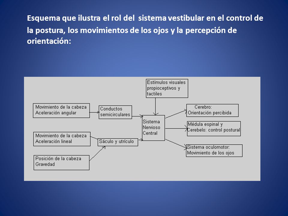 Esquema que ilustra el rol del sistema vestibular en el control de la postura, los movimientos de los ojos y la percepción de orientación:
