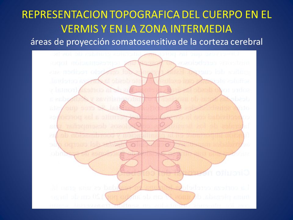 REPRESENTACION TOPOGRAFICA DEL CUERPO EN EL VERMIS Y EN LA ZONA INTERMEDIA áreas de proyección somatosensitiva de la corteza cerebral