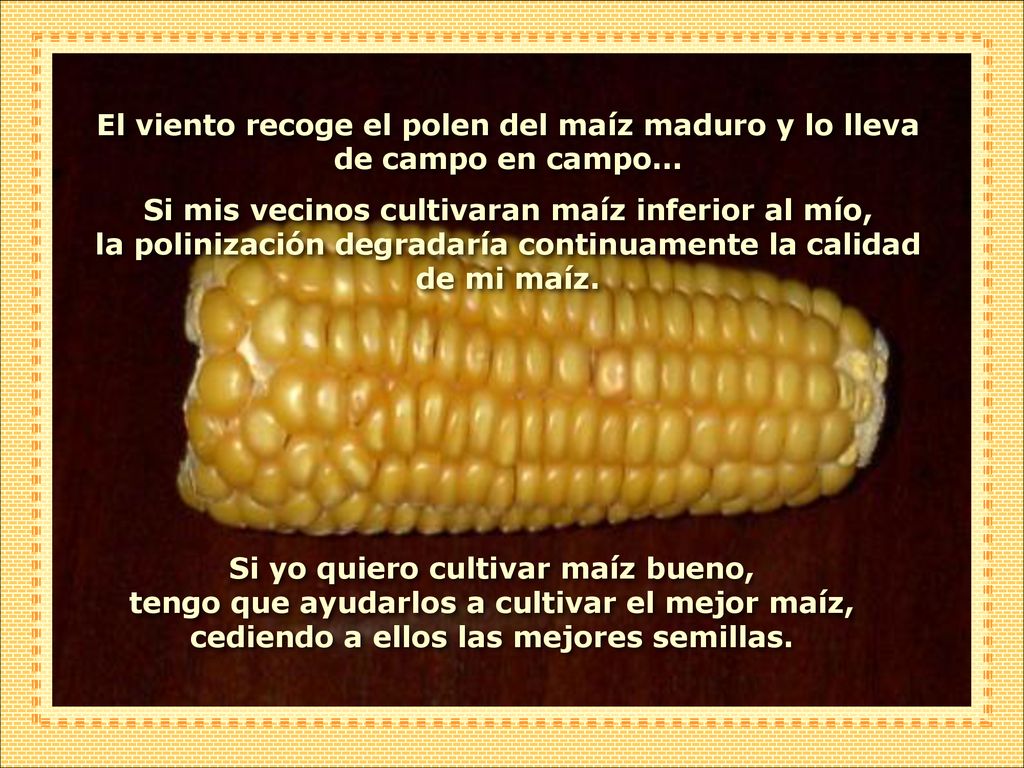 El viento recoge el polen del maíz maduro y lo lleva de campo en campo...