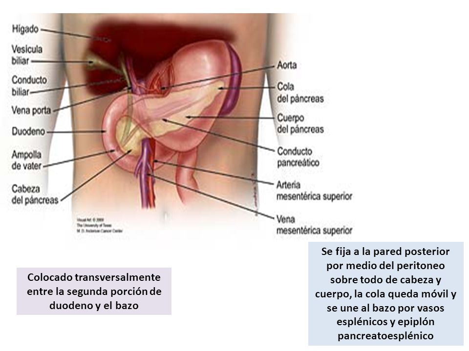 Se fija a la pared posterior por medio del peritoneo sobre todo de cabeza y cuerpo, la cola queda móvil y se une al bazo por vasos esplénicos y epiplón pancreatoesplénico
