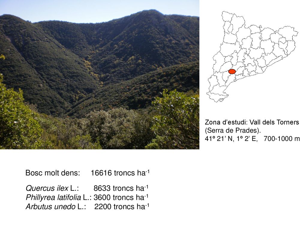 Bosc molt dens: troncs ha-1 Quercus ilex L.: 8633 troncs ha-1