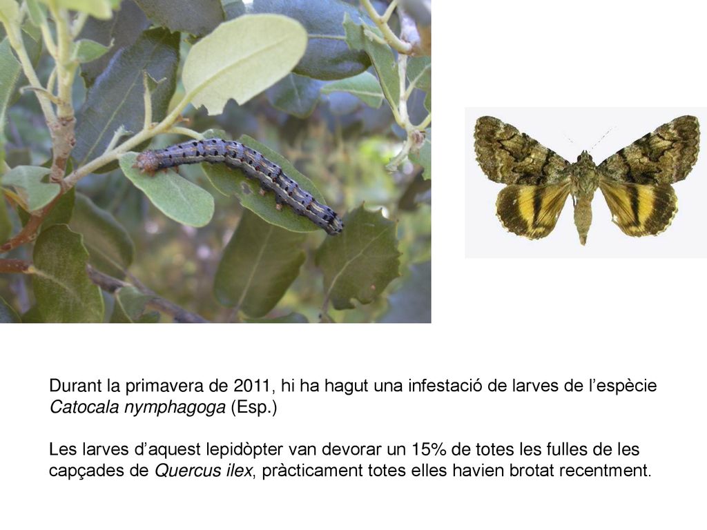 Durant la primavera de 2011, hi ha hagut una infestació de larves de l’espècie