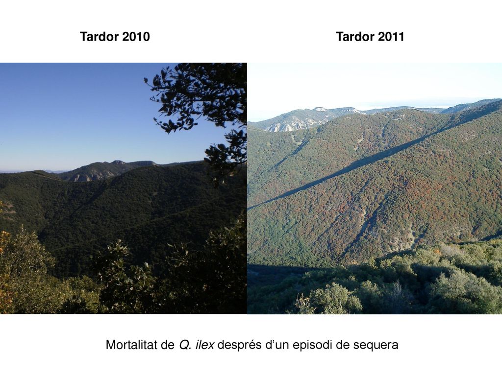 Tardor 2010 Tardor 2011 Mortalitat de Q. ilex després d’un episodi de sequera