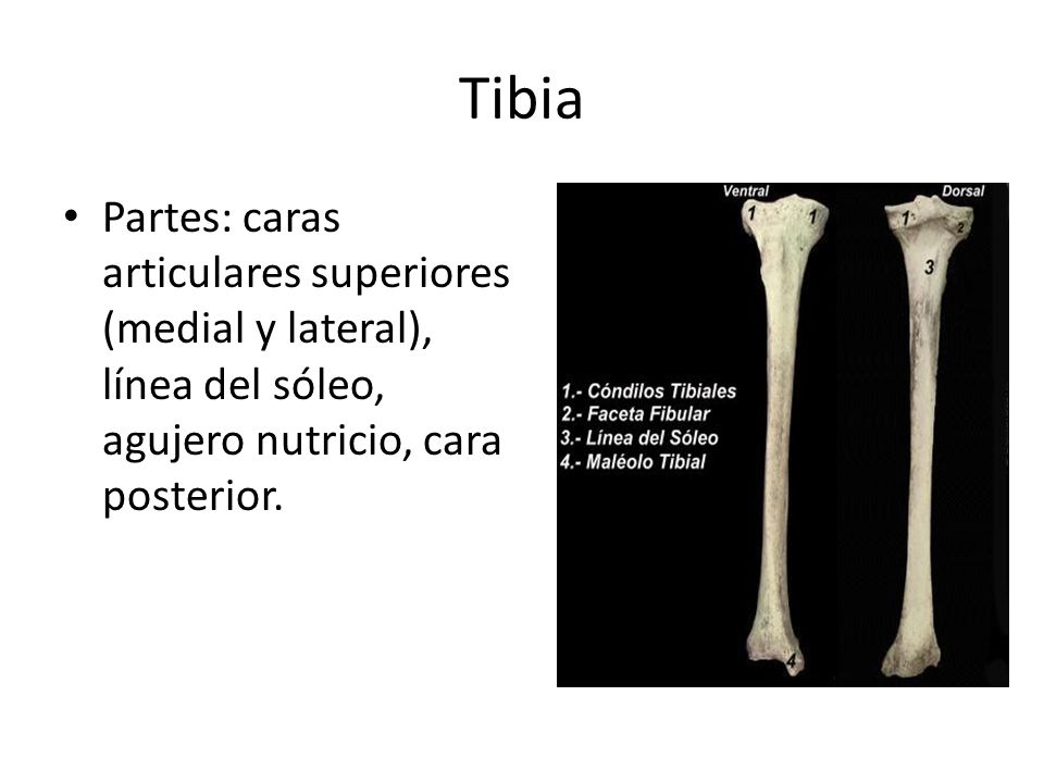Tibia Partes: caras articulares superiores (medial y lateral), línea del sóleo, agujero nutricio, cara posterior.