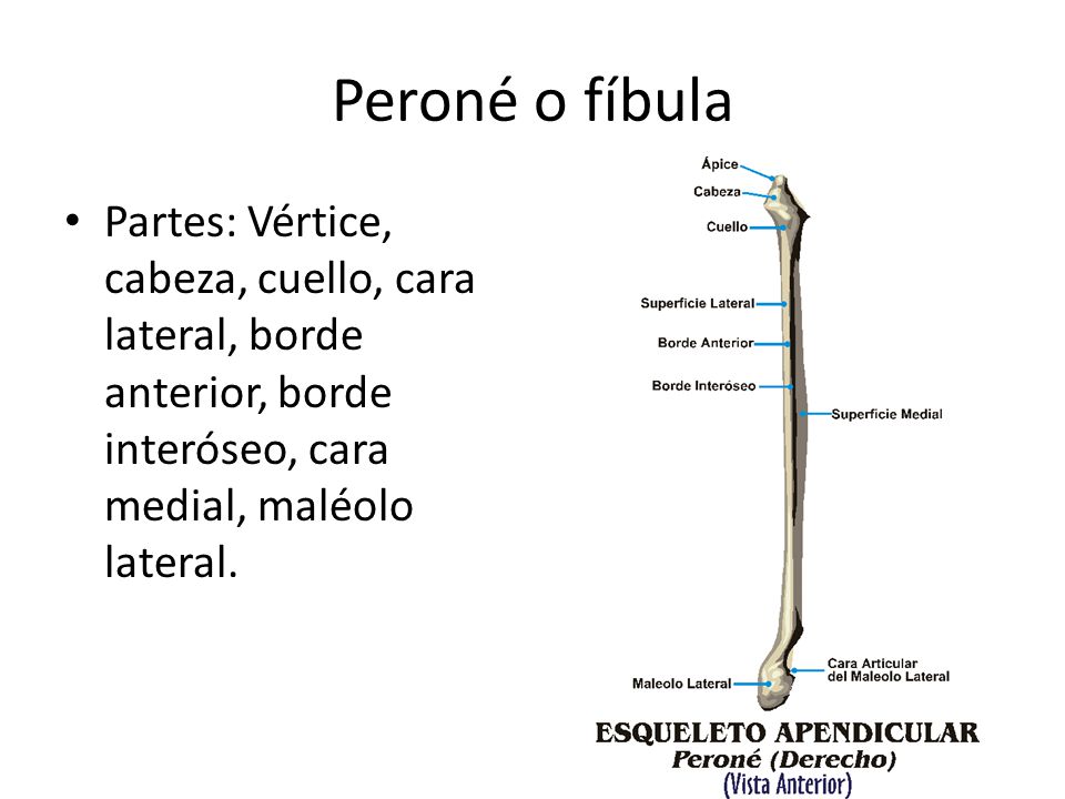 Peroné o fíbula Partes: Vértice, cabeza, cuello, cara lateral, borde anterior, borde interóseo, cara medial, maléolo lateral.