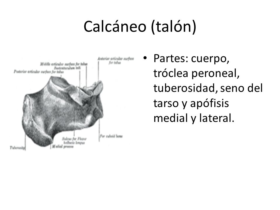 Calcáneo (talón) Partes: cuerpo, tróclea peroneal, tuberosidad, seno del tarso y apófisis medial y lateral.