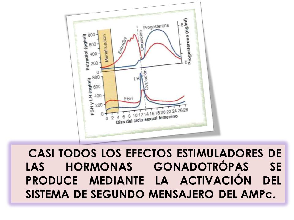 CASI TODOS LOS EFECTOS ESTIMULADORES DE LAS HORMONAS GONADOTRÓPAS SE PRODUCE MEDIANTE LA ACTIVACIÓN DEL SISTEMA DE SEGUNDO MENSAJERO DEL AMPc.