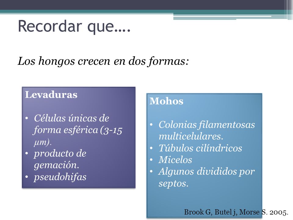 Recordar que…. Los hongos crecen en dos formas: Levaduras Mohos