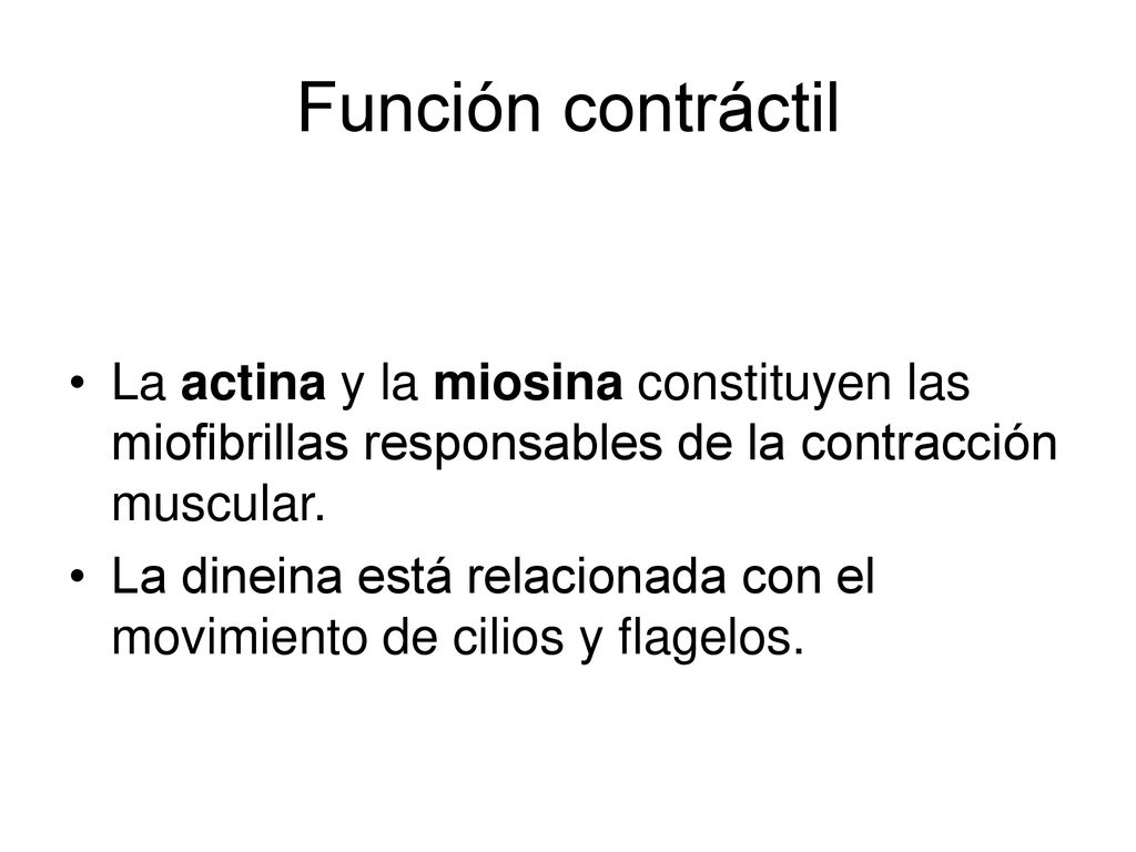 Función contráctil La actina y la miosina constituyen las miofibrillas responsables de la contracción muscular.