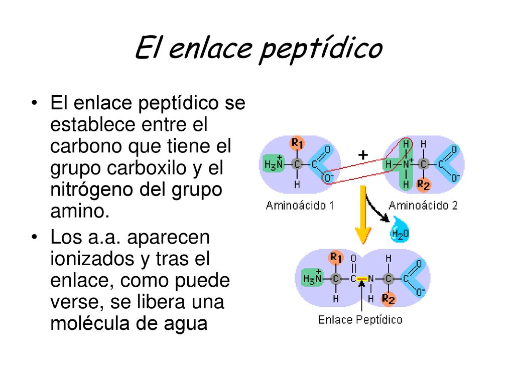 El enlace peptídico El enlace peptídico se establece entre el carbono que tiene el grupo carboxilo y el nitrógeno del grupo amino.