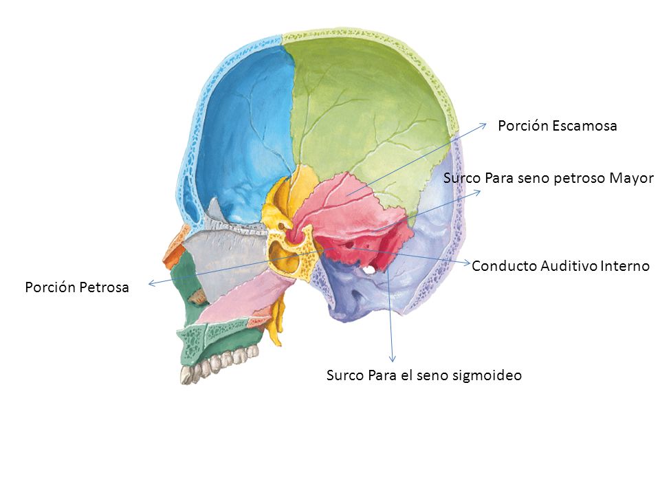 Porción Escamosa Surco Para seno petroso Mayor. Conducto Auditivo Interno.