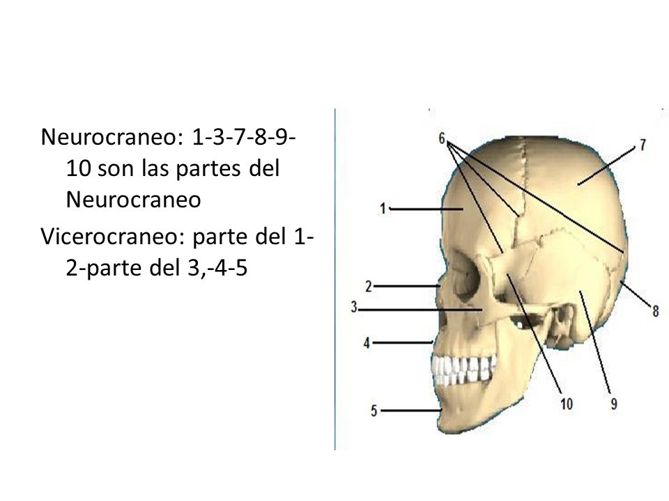 Neurocraneo: son las partes del Neurocraneo Vicerocraneo: parte del 1-2-parte del 3,-4-5