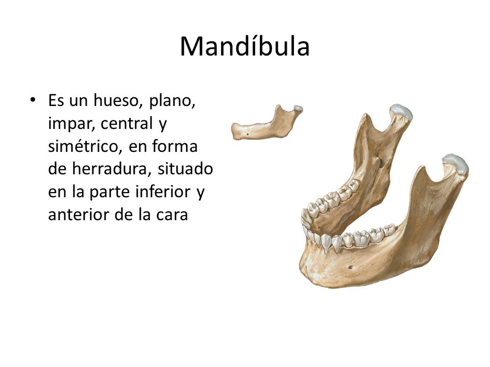 Mandíbula Es un hueso, plano, impar, central y simétrico, en forma de herradura, situado en la parte inferior y anterior de la cara.