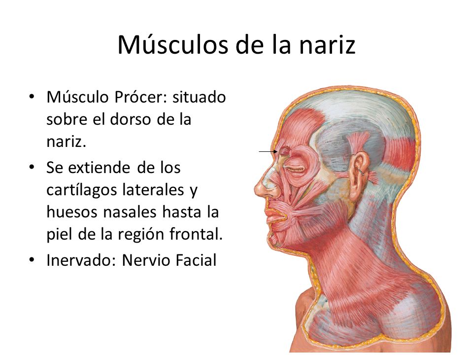 Músculos de la nariz Músculo Prócer: situado sobre el dorso de la nariz.