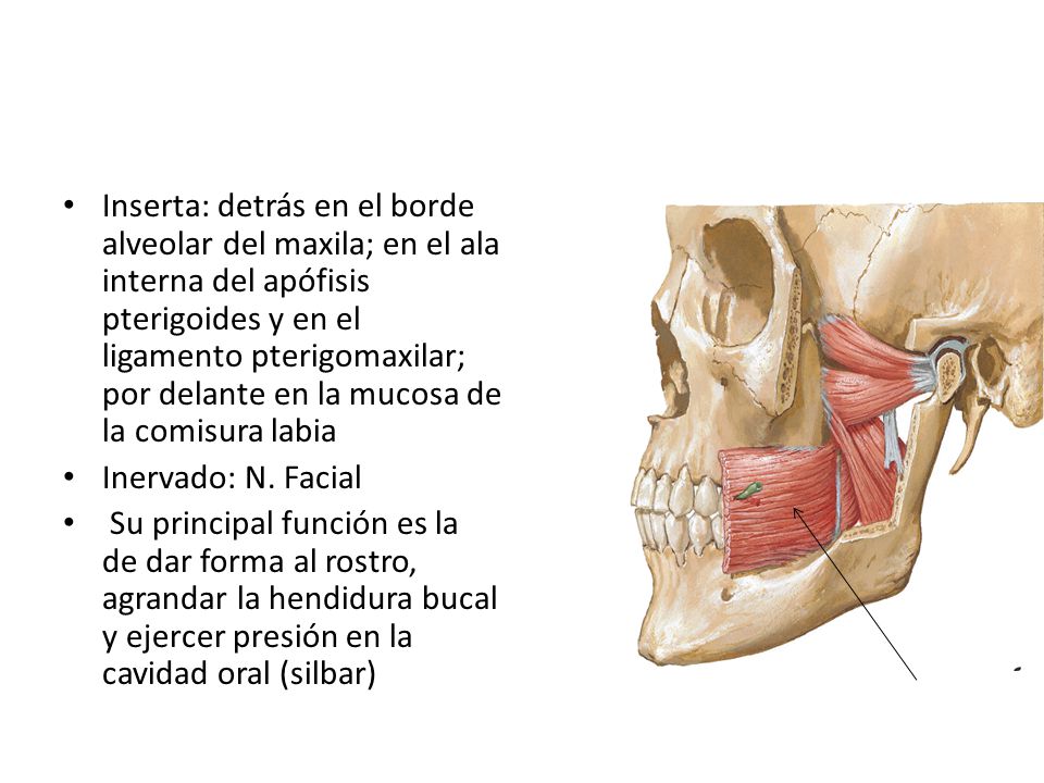 Inserta: detrás en el borde alveolar del maxila; en el ala interna del apófisis pterigoides y en el ligamento pterigomaxilar; por delante en la mucosa de la comisura labia
