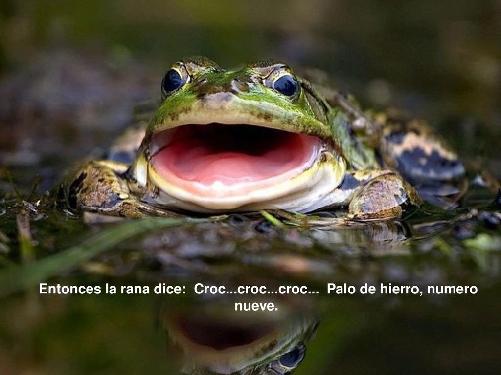 Entonces la rana dice: Croc...croc...croc... Palo de hierro, numero nueve.
