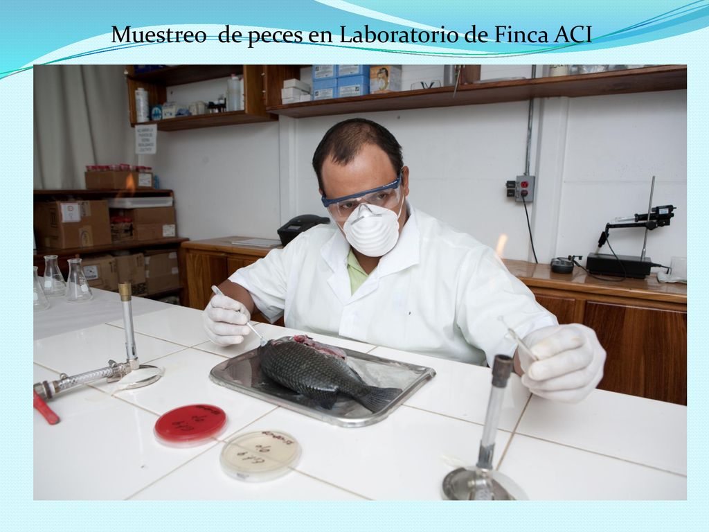 Muestreo de peces en Laboratorio de Finca ACI