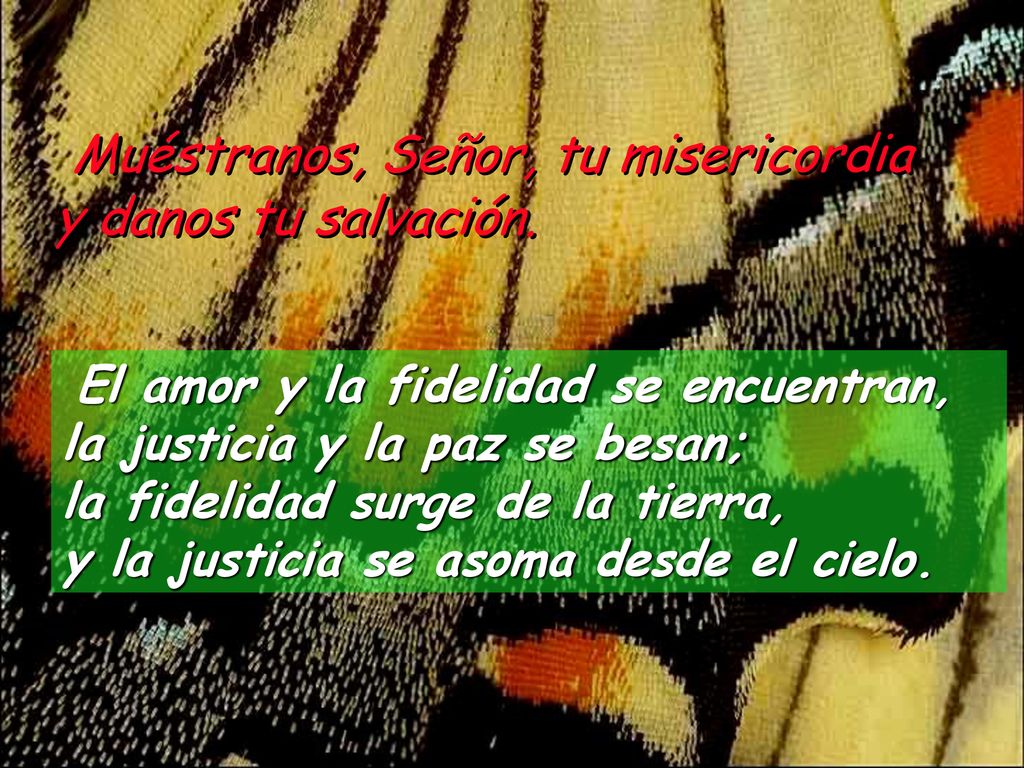 Muéstranos, Señor, tu misericordia y danos tu salvación.