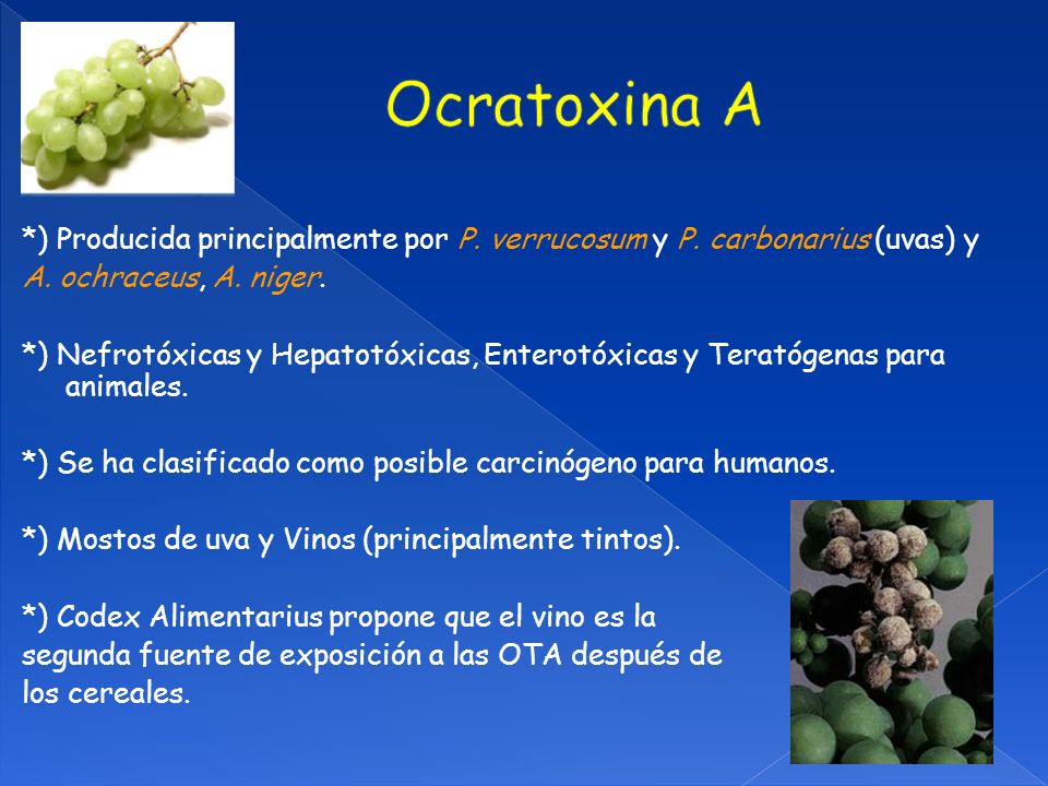 Ocratoxina A *) Producida principalmente por P. verrucosum y P. carbonarius (uvas) y. A. ochraceus, A. niger.