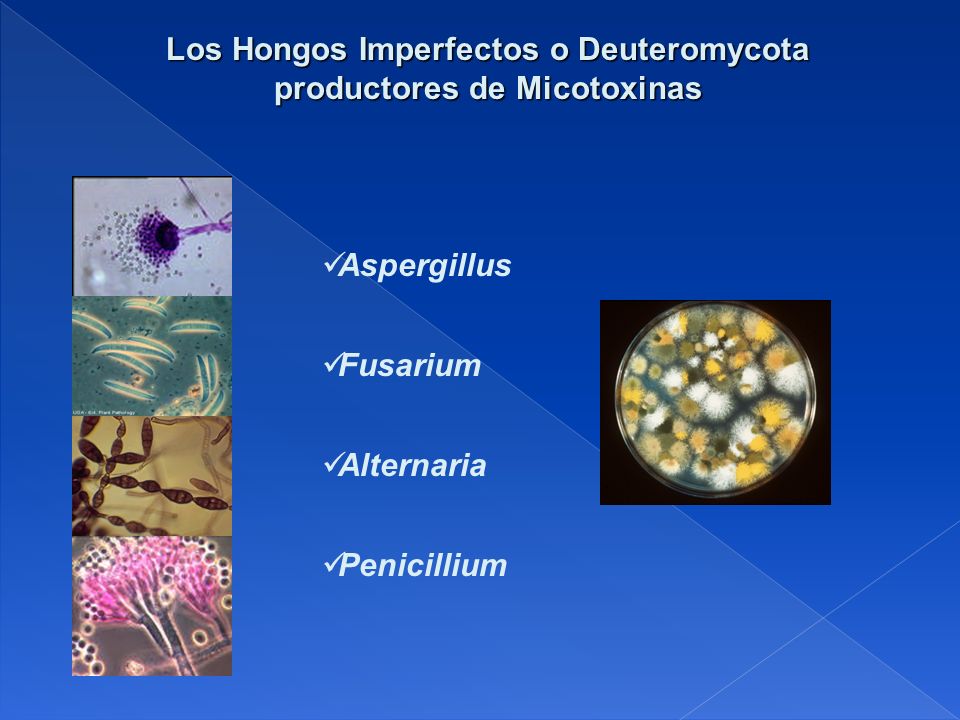 Los Hongos Imperfectos o Deuteromycota productores de Micotoxinas
