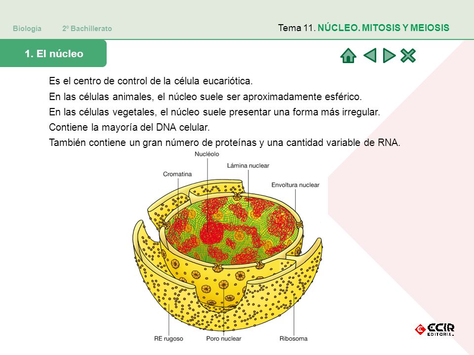 1. El núcleo Es el centro de control de la célula eucariótica.