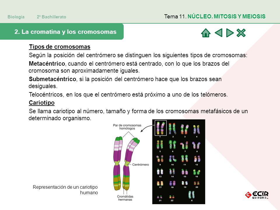 2. La cromatina y los cromosomas
