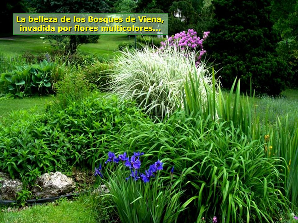 La belleza de los Bosques de Viena, invadida por flores multicolores...