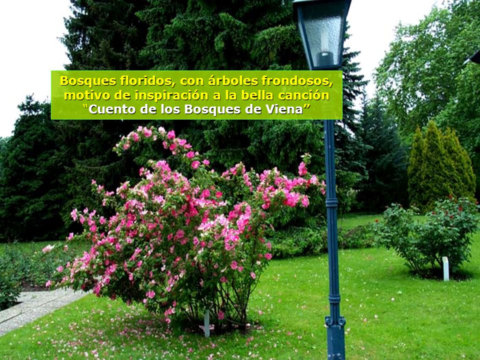 Bosques floridos, con árboles frondosos, motivo de inspiración a la bella canción Cuento de los Bosques de Viena