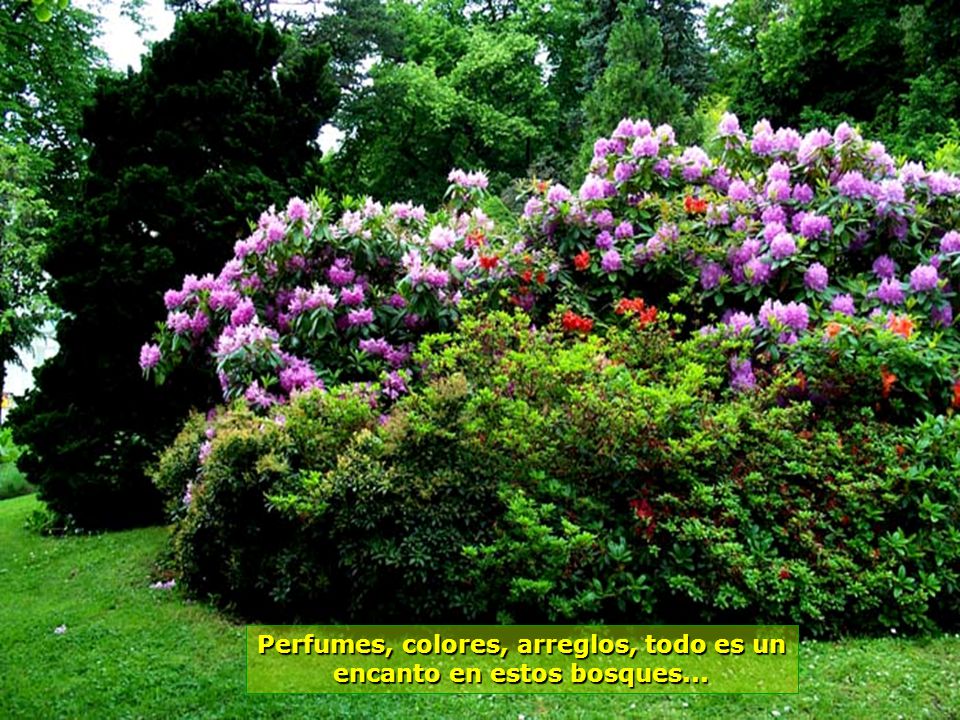 Perfumes, colores, arreglos, todo es un encanto en estos bosques...