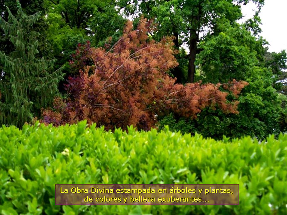 La Obra Divina estampada en árboles y plantas, de colores y belleza exuberantes...
