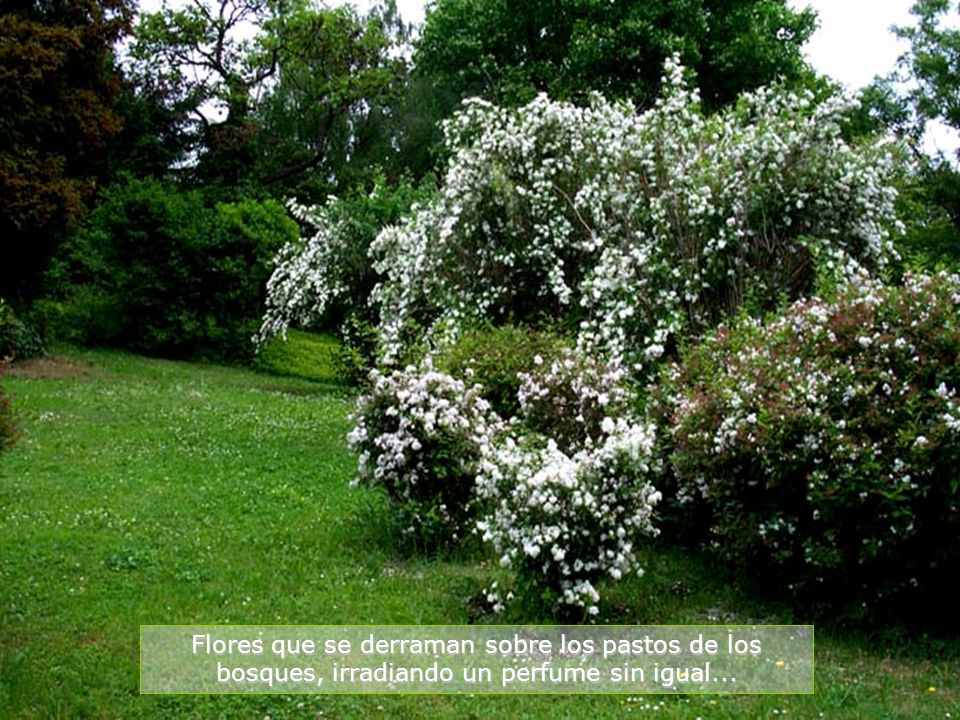 Flores que se derraman sobre los pastos de los bosques, irradiando un perfume sin igual...