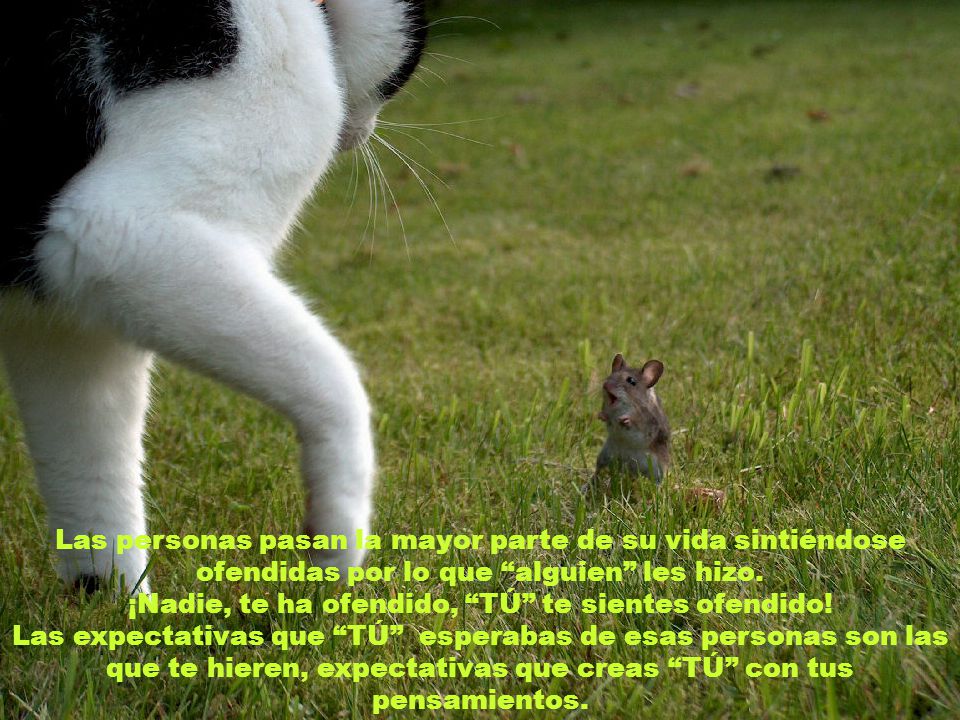 Las personas pasan la mayor parte de su vida sintiéndose ofendidas por lo que alguien les hizo. ¡Nadie, te ha ofendido, TÚ te sientes ofendido!