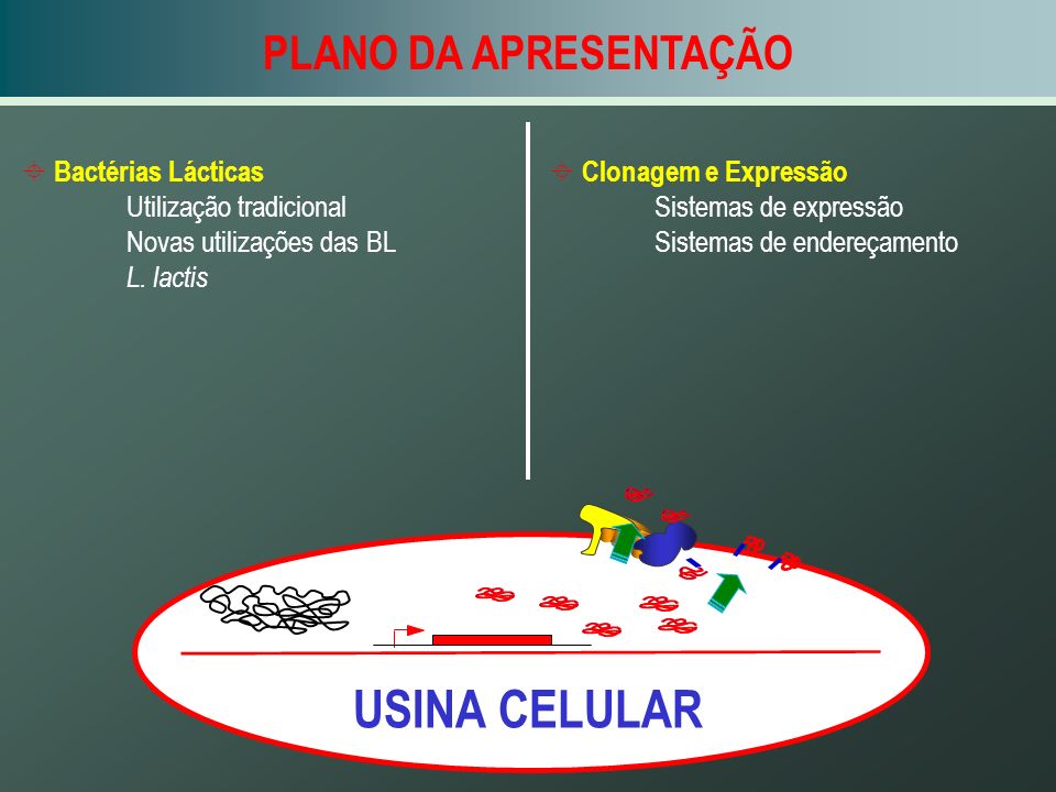 USINA CELULAR PLANO DA APRESENTAÇÃO Bactérias Lácticas