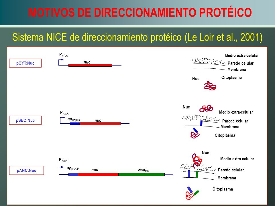 Sistema NICE de direccionamiento protéico (Le Loir et al., 2001)