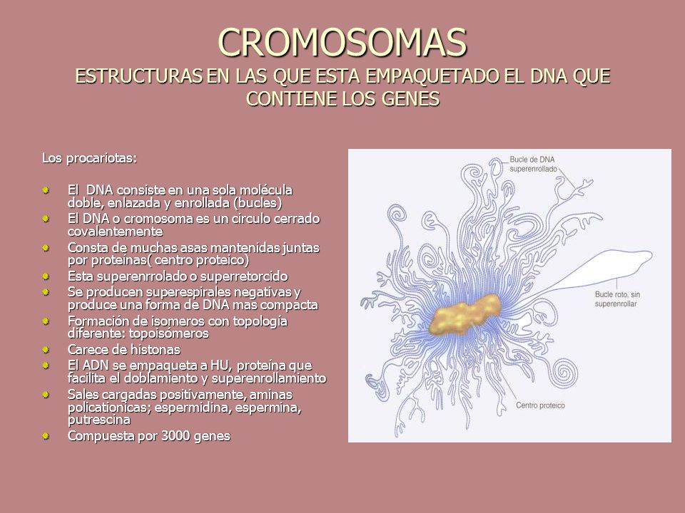 Cromosoma Y Cromatina Ppt Video Online Descargar