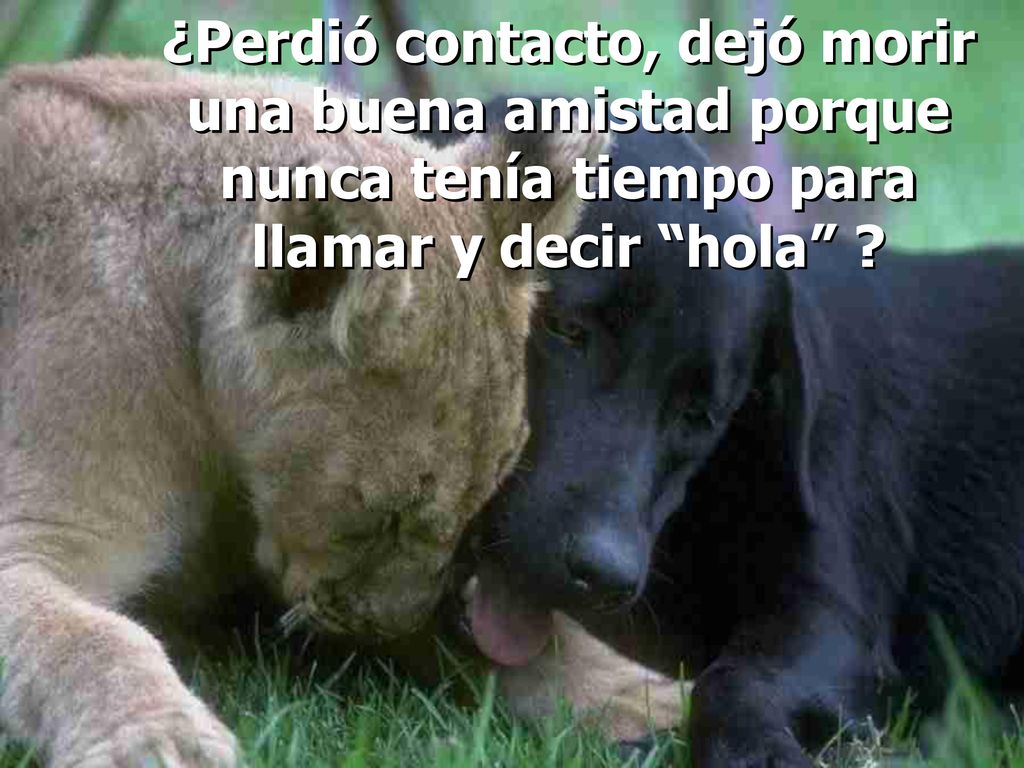 ¿Perdió contacto, dejó morir una buena amistad porque nunca tenía tiempo para llamar y decir hola