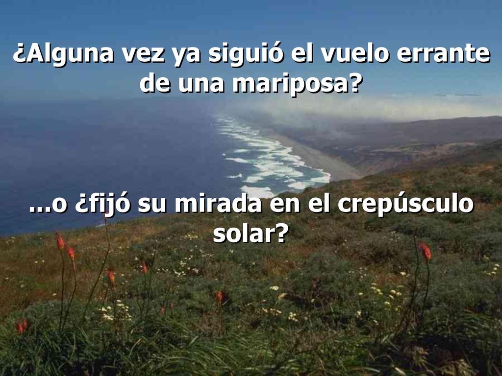 ¿Alguna vez ya siguió el vuelo errante de una mariposa