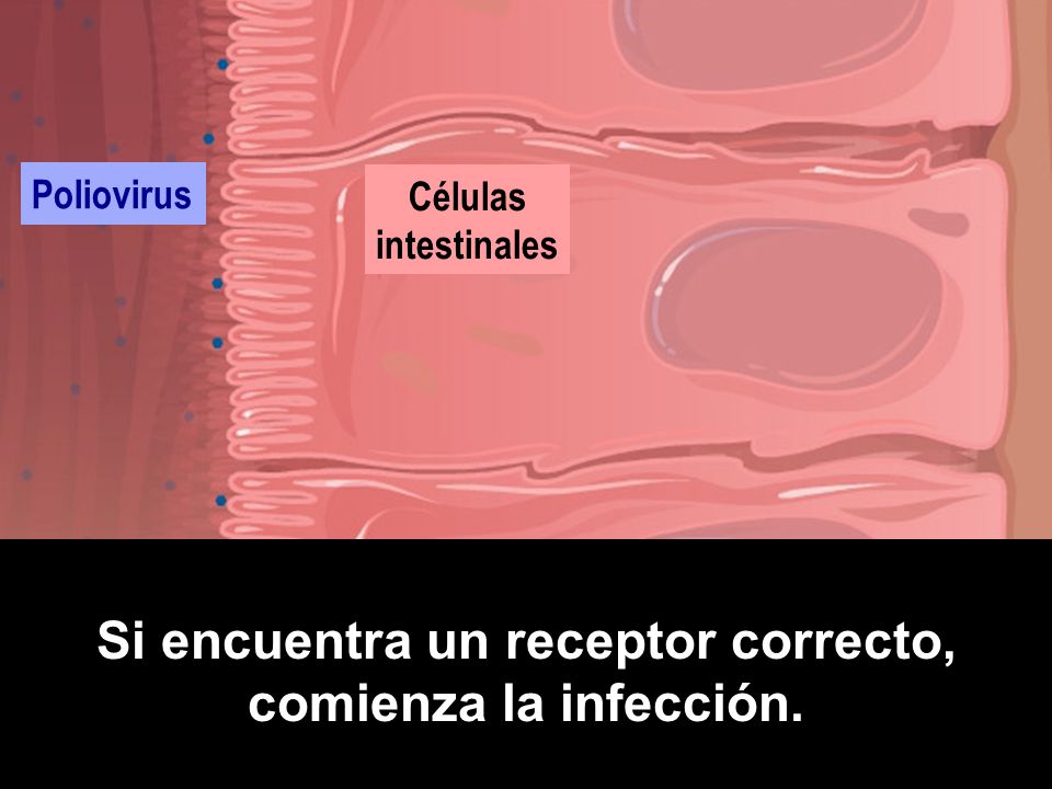 Si encuentra un receptor correcto, comienza la infección.