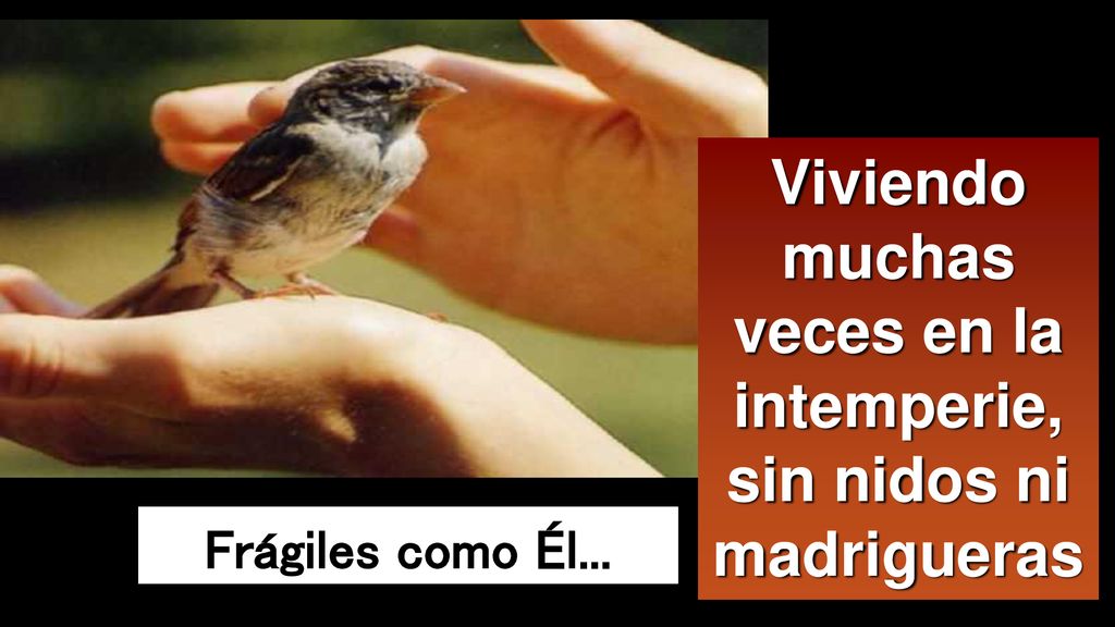 Viviendo muchas veces en la intemperie, sin nidos ni madrigueras