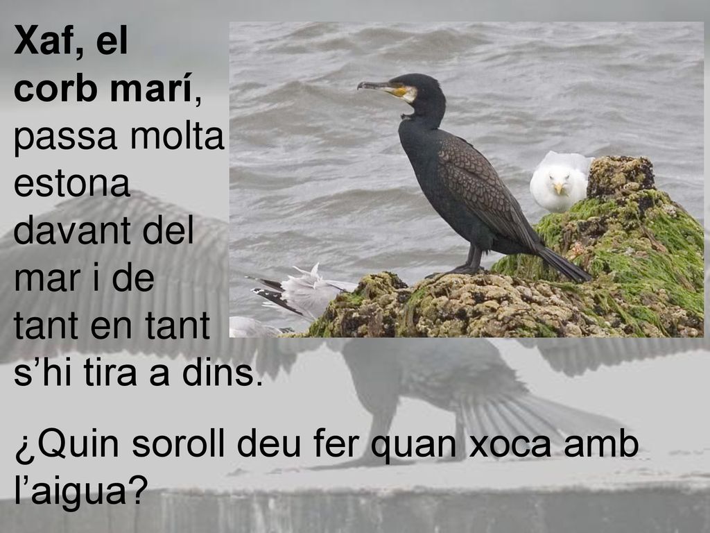 Xaf, el corb marí, passa molta. estona. davant del. mar i de. tant en tant. s’hi tira a dins.