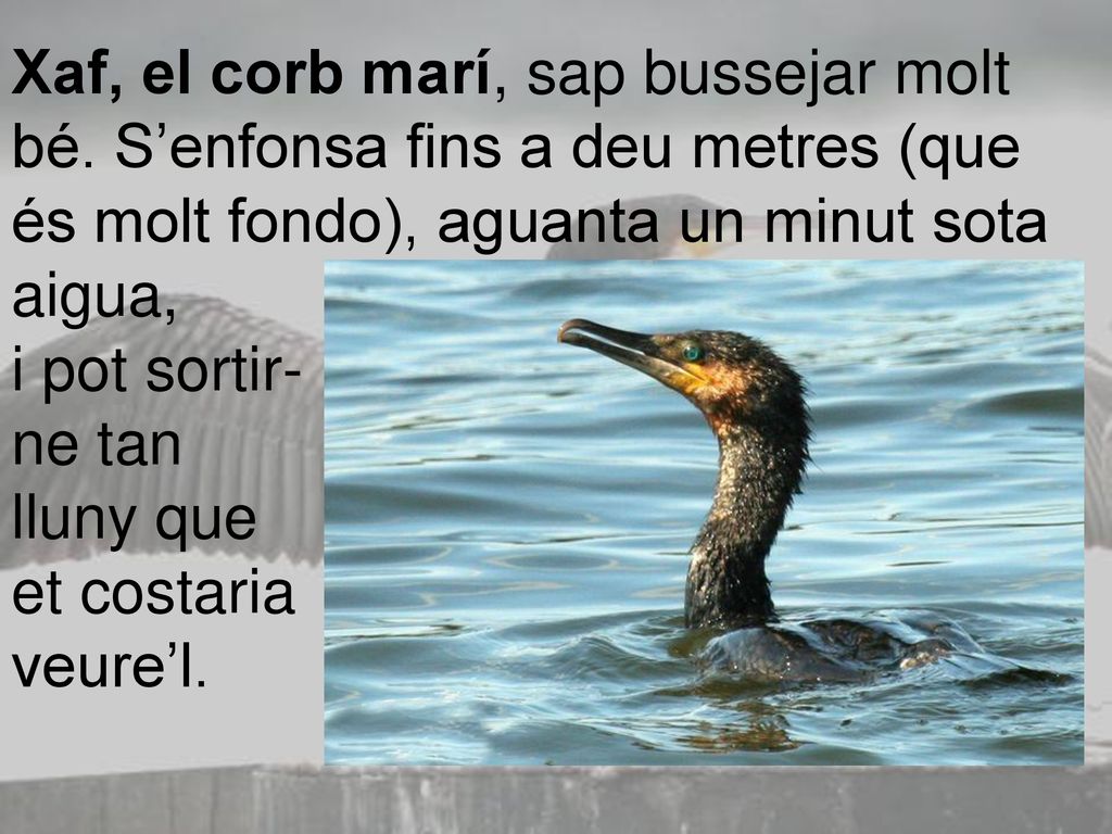 Xaf, el corb marí, sap bussejar molt bé