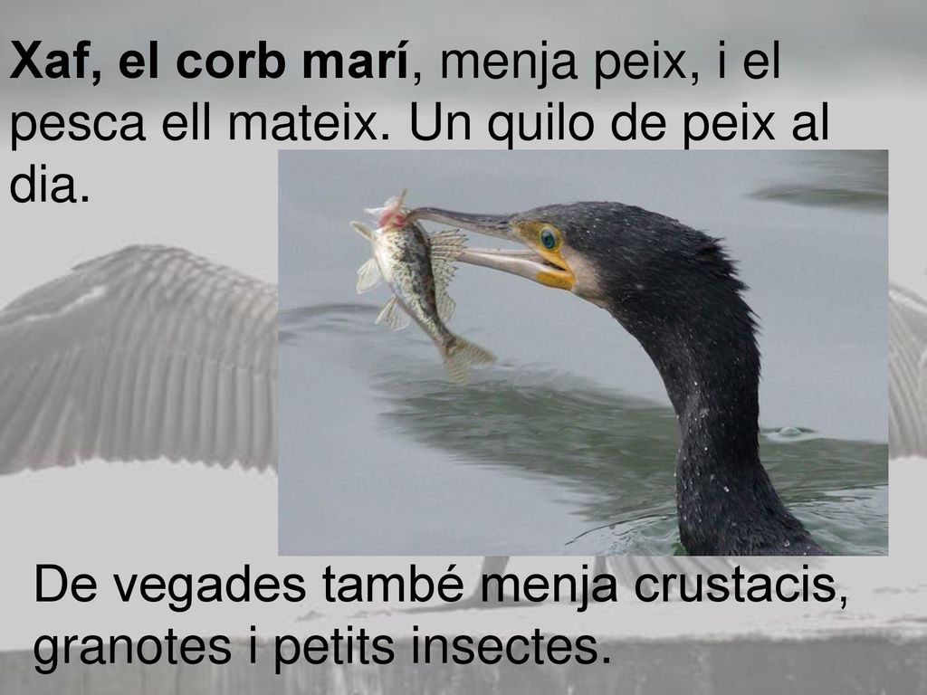 Xaf, el corb marí, menja peix, i el pesca ell mateix